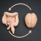 desenho de um cérebro e um intestino, e setas, de um apontando para o outro, como se tivesse fazendo uma associação