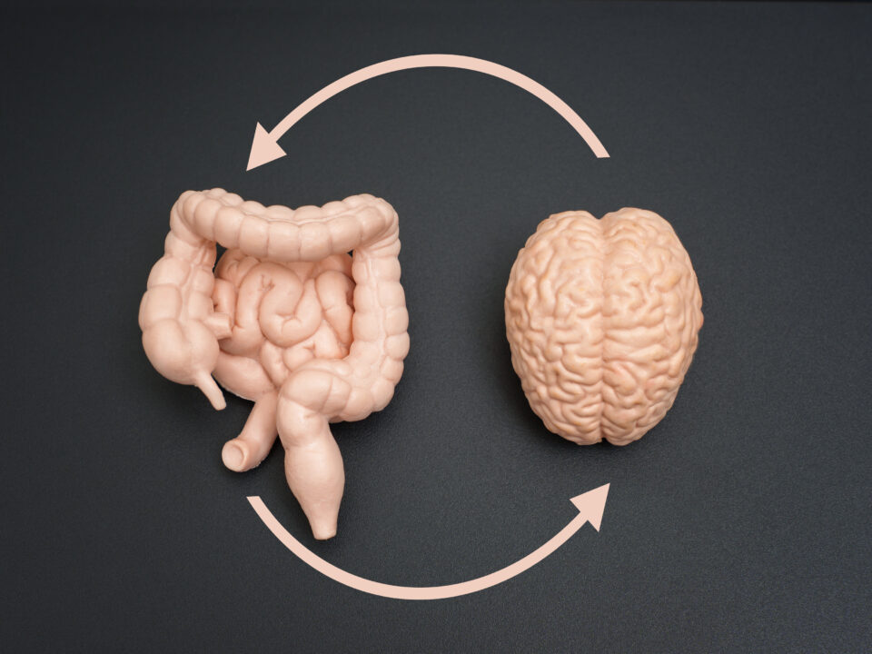 desenho de um cérebro e um intestino, e setas, de um apontando para o outro, como se tivesse fazendo uma associação